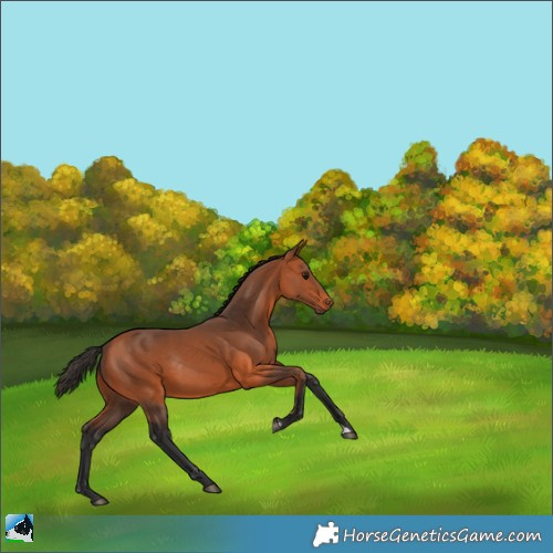 Horse Color:Bay Rabicano 