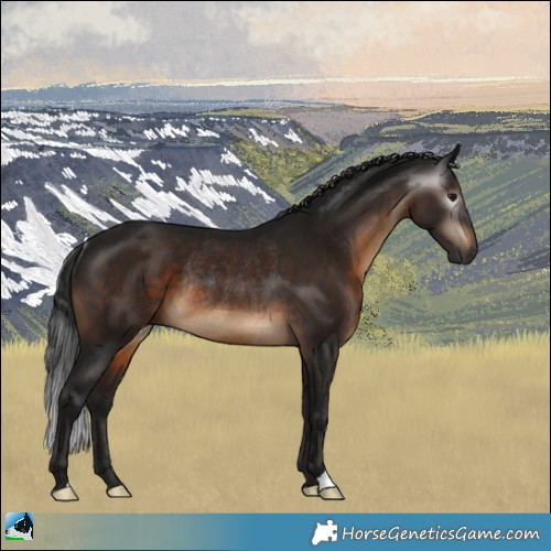 Horse Color:Gray Brown Rabicano 