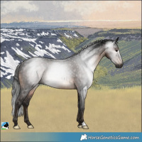 Horse Color:Gray Brown Rabicano 