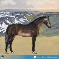 Horse Color:Gray Brown Rabicano