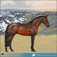 Horse Color:Bay Rabicano 