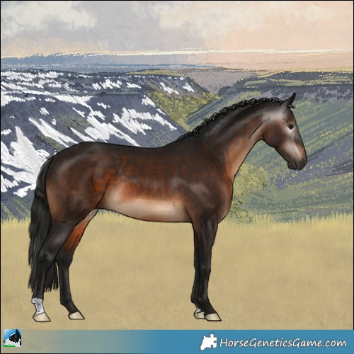 Horse Color:Gray Brown Mushroom Rabicano 