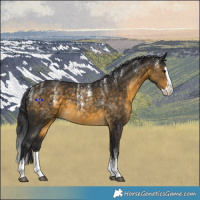 Horse Color:Powder White Buckskin Splash