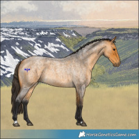 Horse Color:Buckskin Roan
