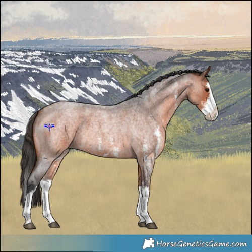 Horse Color:Bay Roan Sabino Splash 