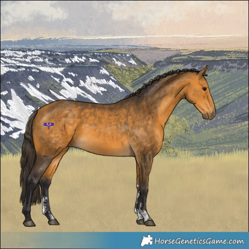 Horse Color:Buckskin Sabino