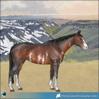 Horse Color:Brown Sabino