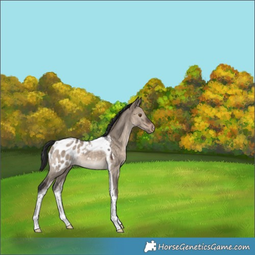 Horse Color:Brown Dun Tobiano Appaloosa Rabicano 