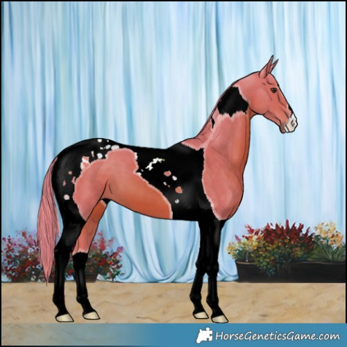 Horse Color:Watercolor Chestnut Tobiano 