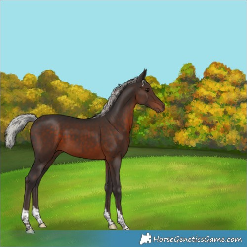 Horse Color:Silver Brown Tobiano Rabicano 