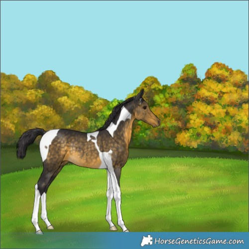 Horse Color:Buckskin Tobiano Rabicano 