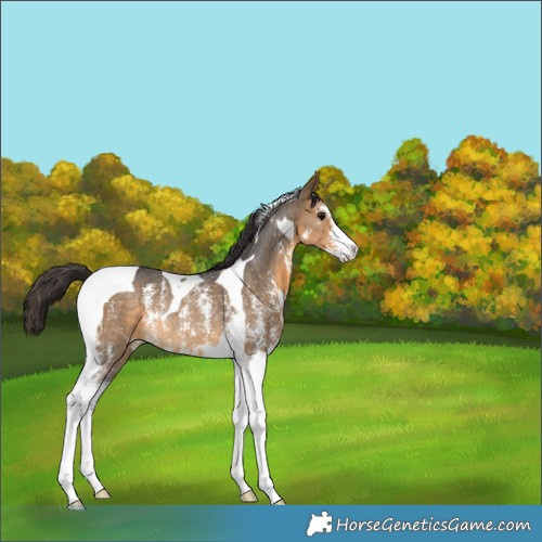 Horse Color:Buckskin Sabino Tobiano Rabicano 