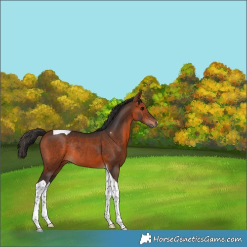 Horse Color:Bay Tobiano Rabicano 