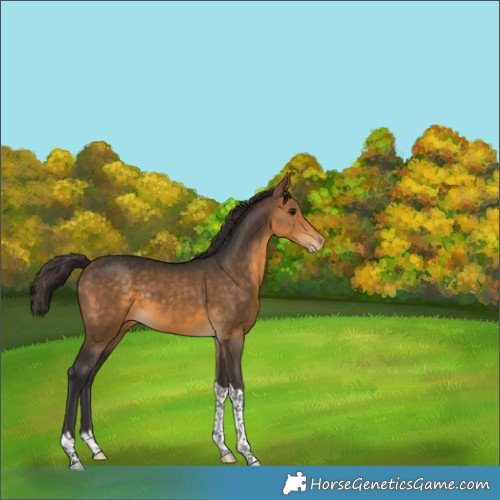 Horse Color:Buckskin Tobiano Varnish 