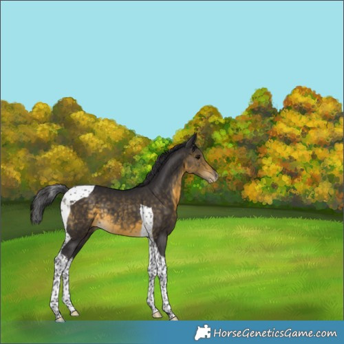 Horse Color:Buckskin Tobiano Appaloosa Rabicano 