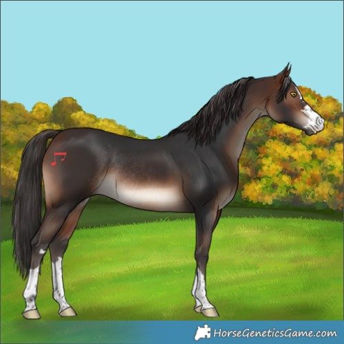 Horse Color:Brown Rabicano 