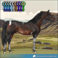 Horse Color:Brown Tobiano  and Brown Tobiano 