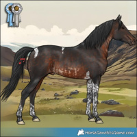 Horse Color:Brown Tobiano  and Brown Tobiano 