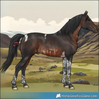 Horse Color:Brown Tobiano  and Brown Tobiano 