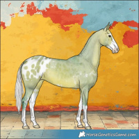 Horse Color:Watercolor Silver Bay Dun Sabino Appaloosa