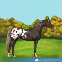 Horse Color:Liver Chestnut Appaloosa 