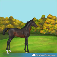 Horse Color:Brown 