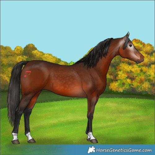 Horse Color:Gray Bay 