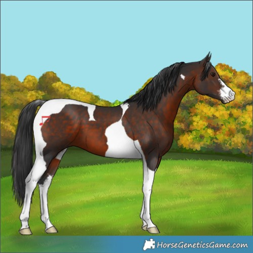 Horse Color:White Spotted Brown Tobiano 