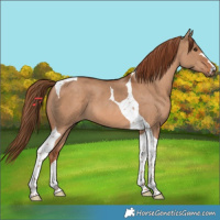 Horse Color:Red Dun Tobiano