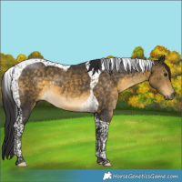 Horse Color:Buckskin Tobiano 