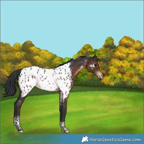 Horse Color:Brown Tobiano Appaloosa 