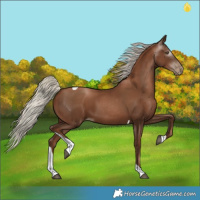 Horse Color:Gray Silver Black Pearl Tobiano 