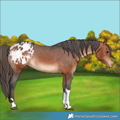 Horse Color:Bay Tobiano Appaloosa Rabicano 