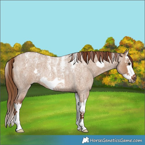 Horse Color:Powder White Red Dun Roan Splash Frame Rabicano 