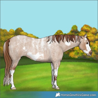 Horse Color:Powder White Red Dun Roan Splash Frame Rabicano