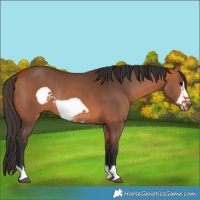 Horse Color:Bay Frame Rabicano 