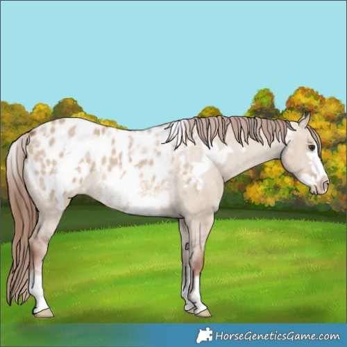 Horse Color:Powder White Red Dun Frame Blanket Rabicano 