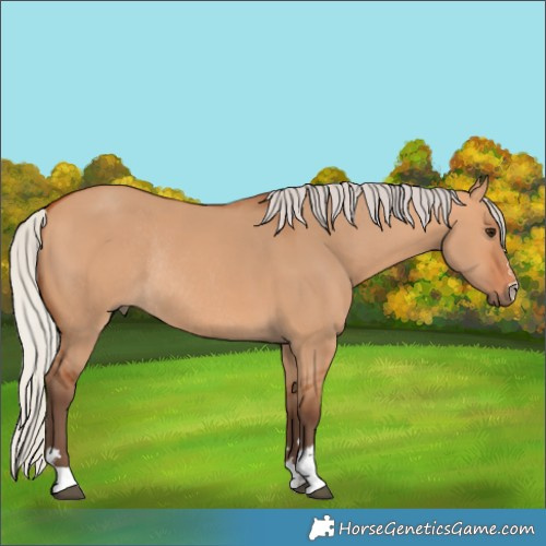 Horse Color:Silver Bay Dun Rabicano 