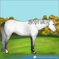 Horse Color:Gray Bay Rabicano