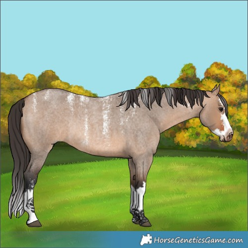 Horse Color:Powder White Bay Roan Dun Splash Rabicano 