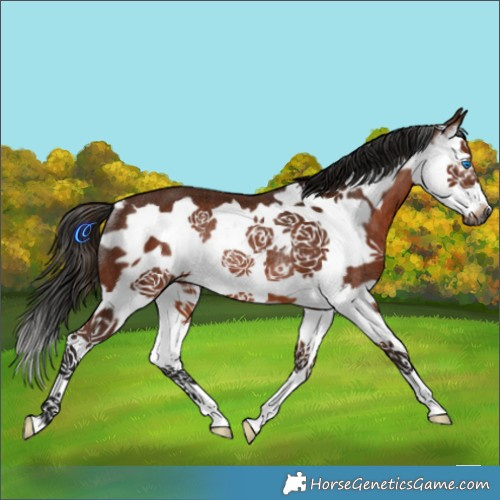 Horse Color:Gray Bay Splash Frame Rabicano 