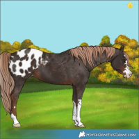 Horse Color:Liver Chestnut Blanket 