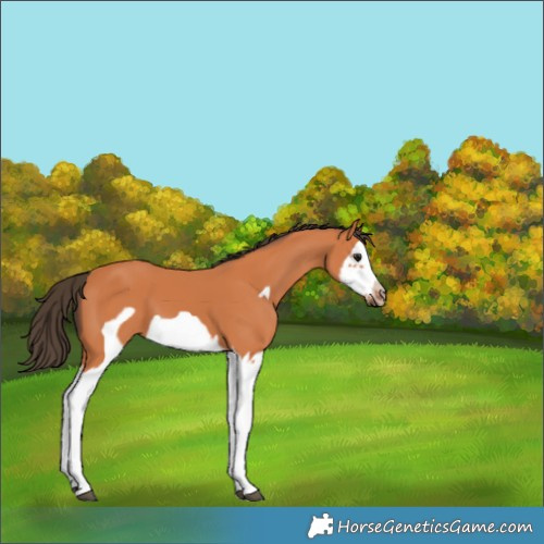 Horse Color:Bay Splash Frame 