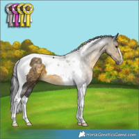 Horse Color:Buckskin Tobiano 