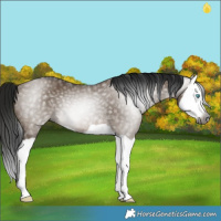 Horse Color:Gray Brown Dun Splash Rabicano 