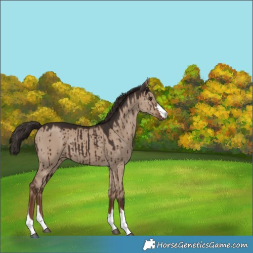 Horse Color:Liver Red Dun Brindle 