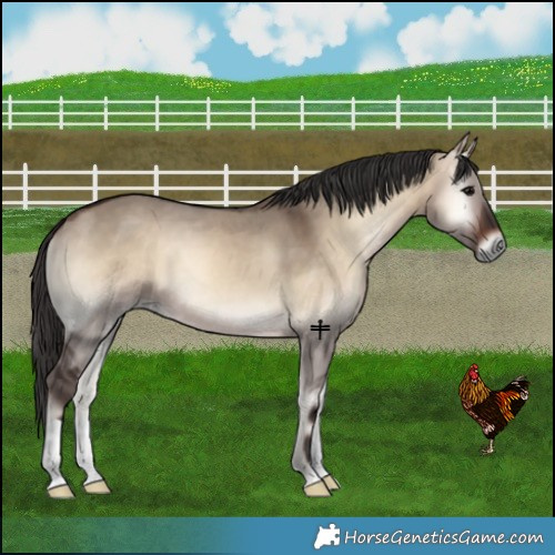 Horse Color:Bay Onyx 