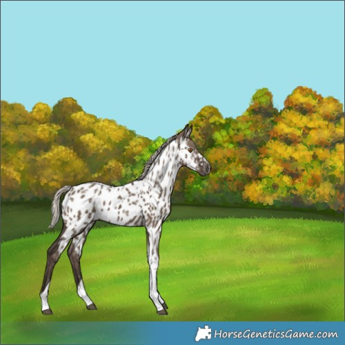 Horse Color:Powder White Gray Silver Grullo Tobiano Appaloosa Rabicano 