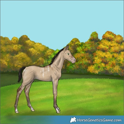 Horse Color:Powder White Gray Classic Champagne Dun 