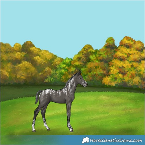 Horse Color:Powder White Gray Grullo 